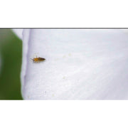 Digital Microscope SharpVue Plus [1.3x to 30x]