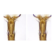 Stereo Zoom Trinocular Microscope SPZV-50 [6.75x-50x] on Post Stand with Integrated Light and USB 6M Camera